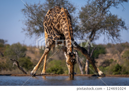 Male southern giraffe splays legs to drink 124691024