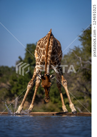 Male southern giraffe stands bending over waterhole 124691025