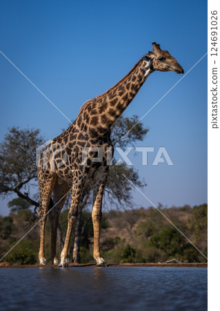 Male southern giraffe stands leaning over waterhole 124691026