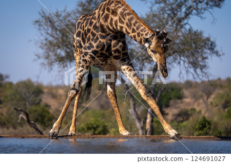 Male southern giraffe stands up drooling water 124691027