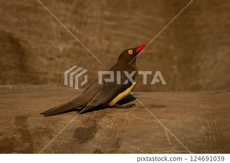 Red-billed oxpecker on body of white rhino Red-billed oxpecker on body of white rhino 124691039
