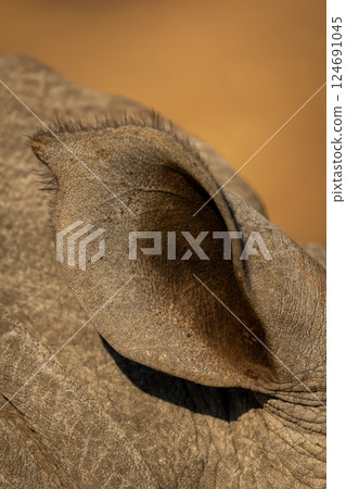 Right ear of white rhino in sunshine 124691045