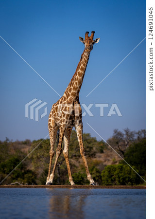 Southern giraffe stands by waterhole splaying legs 124691046