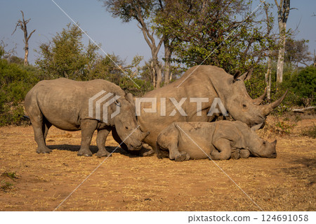 Three white rhinos in clearing in sunshine Three white rhinos in clearing in sunshine 124691058