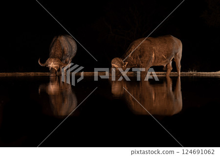 Two Cape buffaloes stand drinking from waterhole 124691062