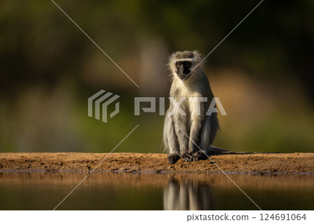 Vervet monkey sits by edge of waterhole 124691064