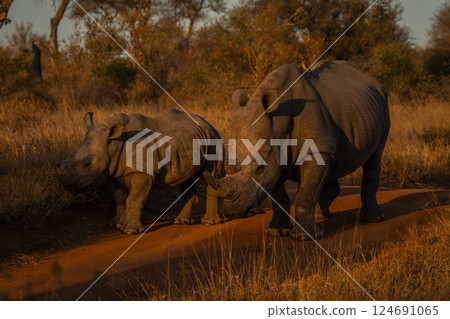 White rhino and calf stand on track White rhino and calf stand on track 124691065