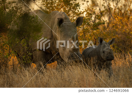 White rhino and calf stand watching camera White rhino and calf stand watching camera 124691066