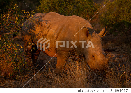 White rhino calf walks through thick bushes 124691067