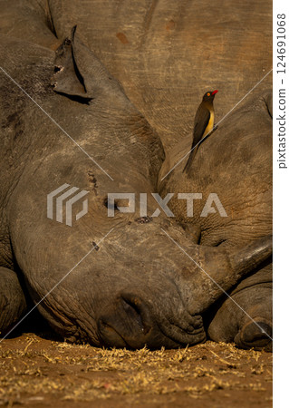 White rhino lies asleep near red-billed oxpecker White rhino lies asleep near red-billed oxpecker 124691068