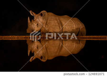 White rhino reflected in waterhole at night 124691071
