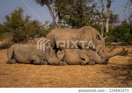 White rhino stands beside two others sleeping 124691073