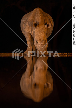 White rhino stands by waterhole at night White rhino stands by waterhole at night 124691075