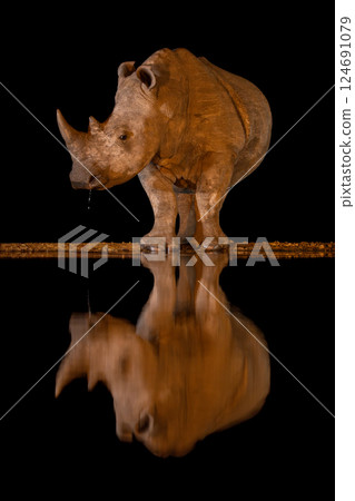 White rhino stands dribbling water at night White rhino stands dribbling water at night 124691079