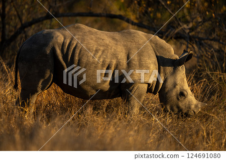 White rhino stands grazing in grass clearing 124691080