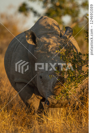 White rhino stands watching camera behind bush White rhino stands watching camera behind bush 124691089