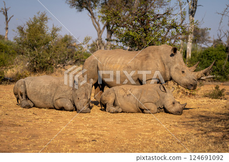 White rhino stands with others lying down 124691092