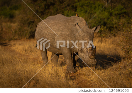 White rhino walks along track in clearing White rhino walks along track in clearing 124691093