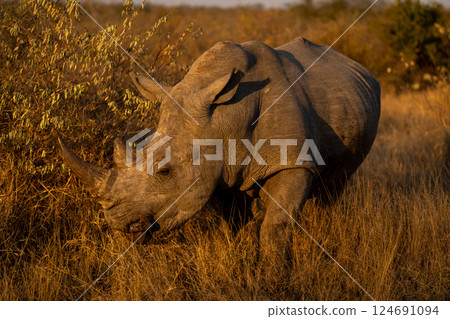 White rhino walks around bush on savanna 124691094
