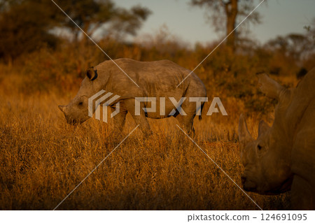 White rhino watches calf walking across clearing White rhino watches calf walking across clearing 124691095