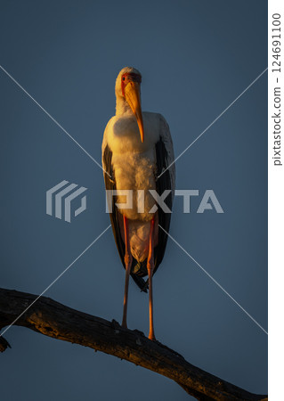 Yellow-billed stork on branch in golden light 124691100