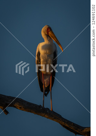 Yellow-billed stork turns head on dead branch Yellow-billed stork turns head on dead branch 124691102