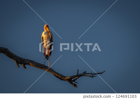 Yellow-billed stork watches camera from dead branch 124691103