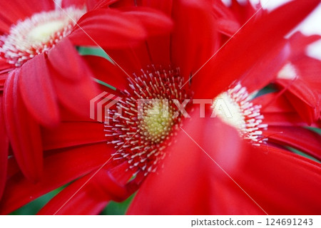 Gerbera 124691243