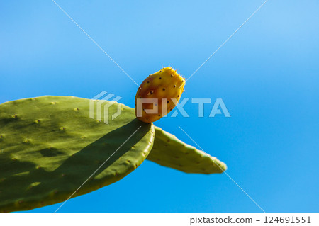 green Opuntia cactus prickly pear blooming. Nature, mediterranean flora green Opuntia cactus prickly pear blooming. Nature, mediterranean flora 124691551