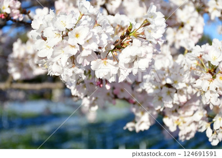 櫻花 櫻花 124691591