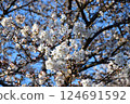 櫻花 124691592