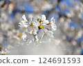 櫻花 124691593