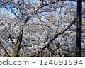 櫻花 124691594