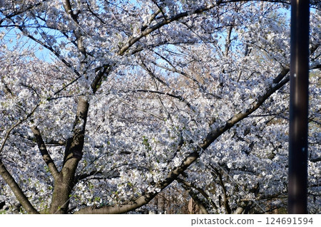 Cherry blossom Cherry blossom 124691594