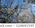 櫻花 124691595