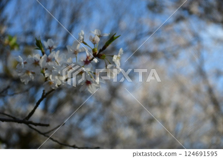 櫻花 櫻花 124691595