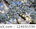 櫻花 124691596