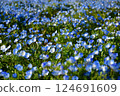 Nemophila開花 124691609