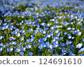 Nemophila開花 124691610