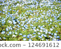 Nemophila開花 124691612