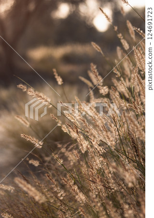 Sunset, reed tassel, pampas grass shine on a sunset or sunrise, closeup, copyspace Sunset, reed tassel, pampas grass shine on a sunset or sunrise, closeup, copyspace 124691723