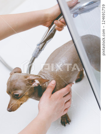Woman showering her dog Woman showering her dog 124691759