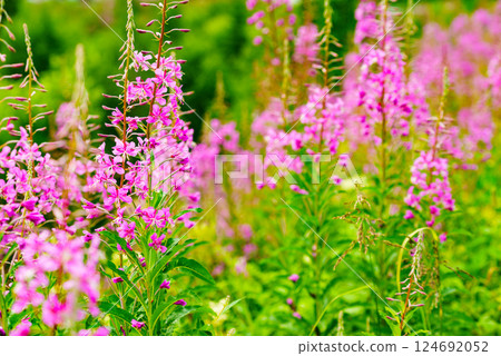 Purple flowers rosebay on norwegian nature 124692052