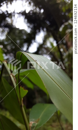 Druon quercuslanigerum, Braconid wasp (Cotesia marginiventris), Cryptanusia aureiscutellum (Girault, 1926) Druon quercuslanigerum, Braconid wasp (Cotesia marginiventris), Cryptanusia aureiscutellum (Girault, 1926) 124692134