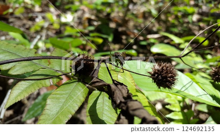 Green Jumping Spider (Mopsus mormon) eats crickets. Shot in jungle. 124692135