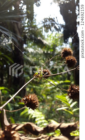 Green Jumping Spiders (Mopsus mormon) eat crickets. Out of focussed. Blur photo. 124692159