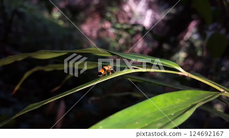 Dendrobium beetles are bright orange with large black spots on their wing covers. They have long black antenna, and wings hidden behind the patterned wing covers. 124692167
