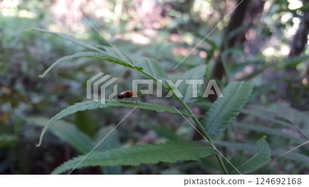 Dendrobium beetles are bright orange with large black spots on their wing covers. They have long black antenna, and wings hidden behind the patterned wing covers. 124692168