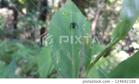 Sphodromantis gastrica, Green Mantis, Orthodera ministralis, Carolina Mantis. Shot in forest. 124692188