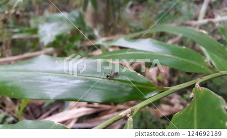 Syrphoctonus, Ichneumonid wasps, Syrphoctonus tarsatorius, Diplazon. Shot in forest. 124692189